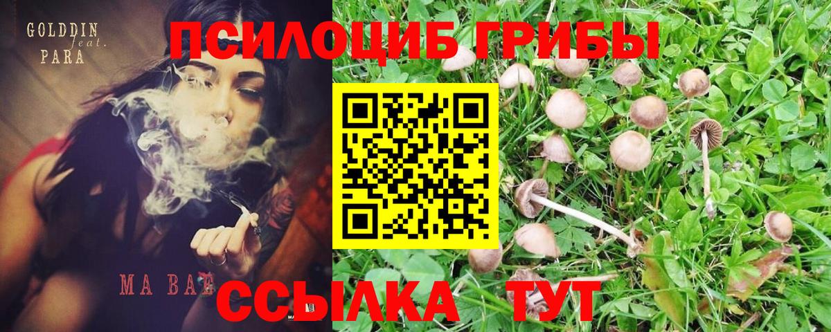 Псилоцибиновые грибы прущие грибы Сертолово